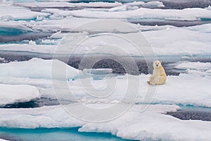Sitting polar bear on ice