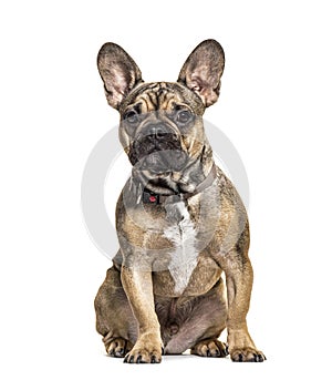 Sitting proud French bulldog, isolated