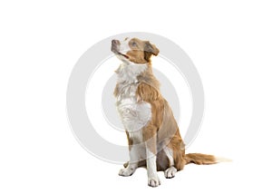 Sitting red border collie dog looking up on a white background