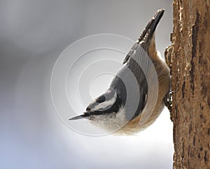 Sitting Red-breasted Nuthatch