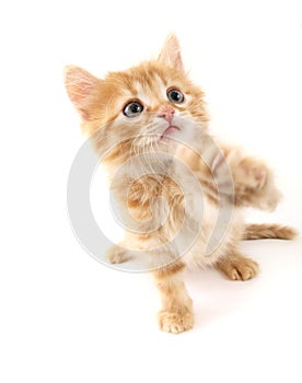 Sitting red cat isolated on white background