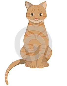 Sitting red-headed cat