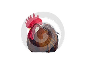 sitting red rooster isolated on white background