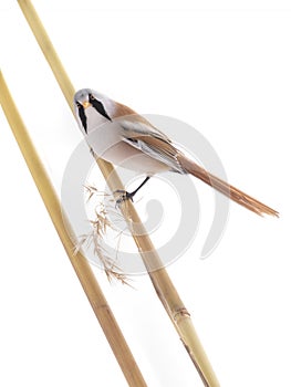 Sitting on a reed male beraded tit, isolated on white