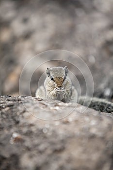 Sitting on a rock eating chipmunk