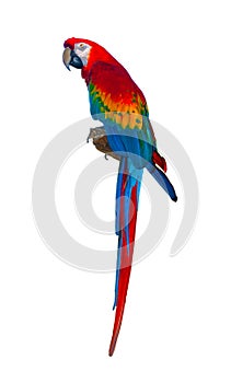 Sitting Scarlett macaw parrot isolated on white