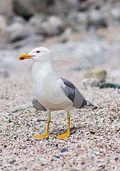 Sitting seagull at the seashore photo