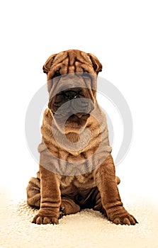 Sitting sharpei puppy dog