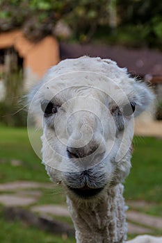 Sitting shaved lama in Pe