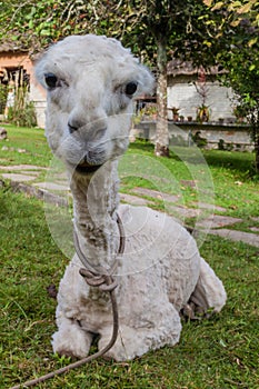 Sitting shaved lama in Pe