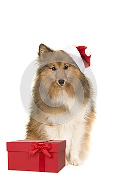 Sitting sheltland sheepdog sheltie facing the camera wearings santa`s hat sitting in front of a red present box