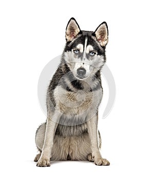 Sitting Siberian Husky, isolated