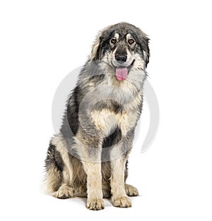 Sitting Sila Shepherd panting, isolated on white