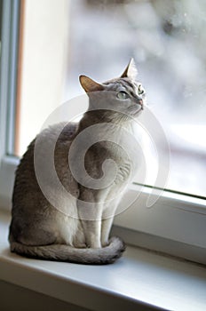 Sitting silver burmilla cat