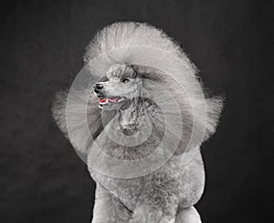 Sitting silver toy poodle