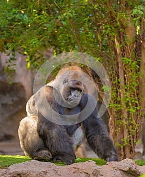 Sitting silverback Gorilla portrait