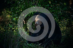 Sitting  sloth bear Melursus ursinus in the last rays of the day. Dangerous black animal in Sri Lanka and India. Animal in