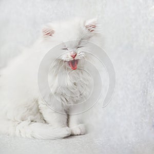 Sitting smiling white fluffy kitten on a light background