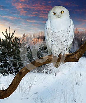 Sitting snowy owl at wildness