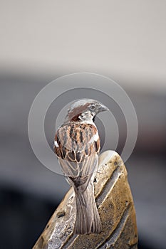 Sitting sparrow in nature