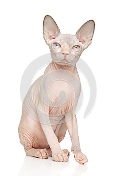 Sitting Sphynx Cat on White Background