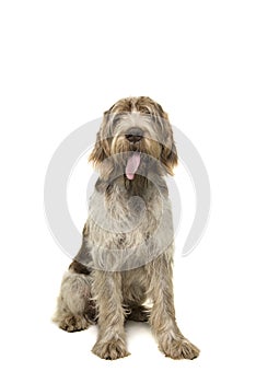 Sitting Spinone Italiano dog seen from the front looking at the camera with its tongue sticking out on a white background photo