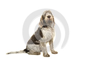 Sitting Spinone Italiano dog seen from the side looking at the camera photo