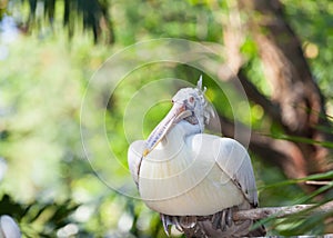 Sitting Spot-billed pelican