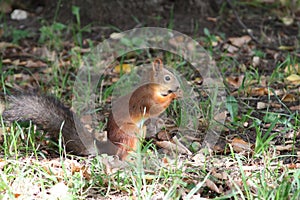 Sitting squirrel eating nut