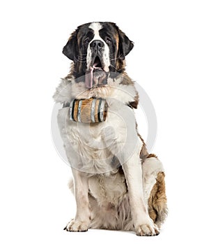 Sitting St. Bernard dog with a barrel (14 months old), isolated