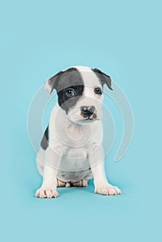 Sitting stafford terrier puppy on a blue background