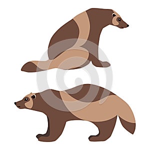 Sitting and standing wolverines