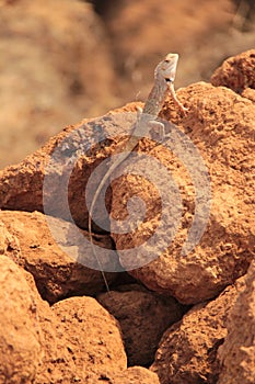 Jardín lagarto en Salvaje 