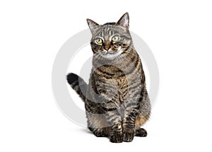 Sitting Tabby crossbreed cat looking away, isolated on white