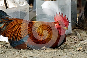 Sitting Thai rooster with beautiful feather