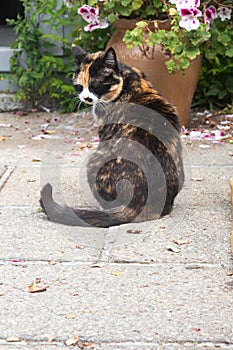 Sitting tortoiseshell cat in a garden