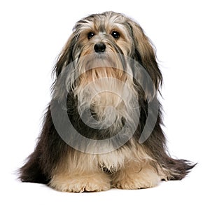 Sitting tricolor havanese photo