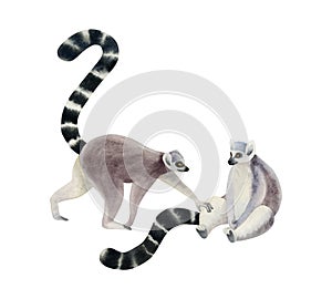 Sitting and walking ring-tailed lemur friends with long tail watercolor illustration. Madagascar tropical animal