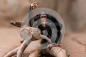 Sitting west african chimpanzee relaxes