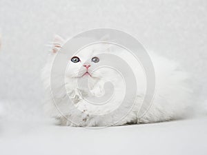 Sitting white fluffy kitten on a light uniform background
