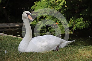 Sitting white swan on green grace