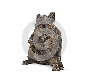 Sitting Wild boar, isolated. Weird position