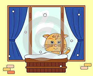 ÃÂ¡at sitting on the window and watching to the snow