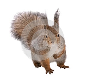 Sitting winter squirrel isolated on white