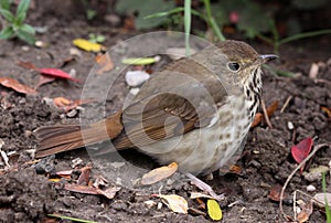 Sitting Wood Thrush