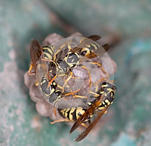 Sitting yellow black wasp macro