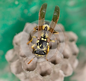 Sitting yellow black wasp macro