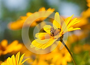 He is sitting on a yellow daisy Bee