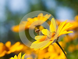 He is sitting on a yellow daisy Bee