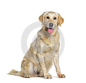 Sitting yellow Golden retriever dog panting, isolated on white